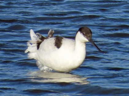 ソリハシセイタカシギ