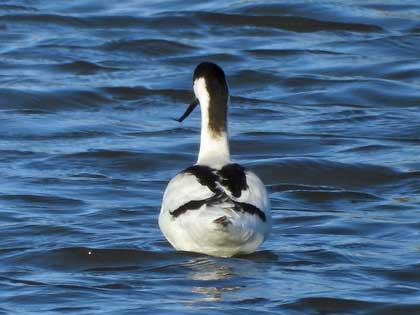 ソリハシセイタカシギ