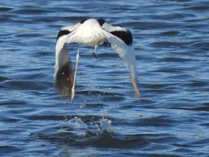 ソリハシセイタカシギ