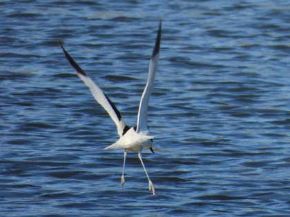 ソリハシセイタカシギ