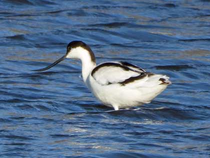 ソリハシセイタカシギ