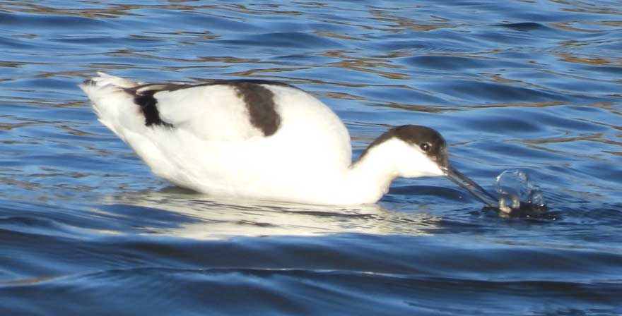 ソリハシセイタカシギ