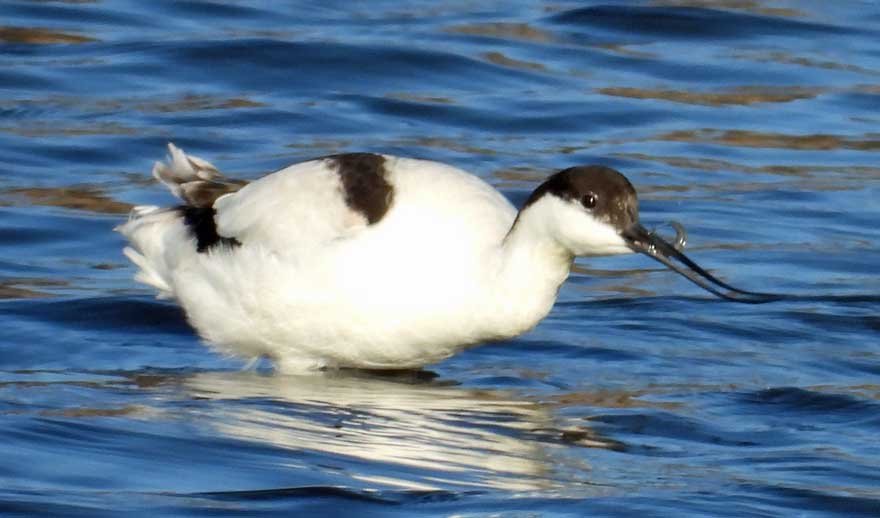 ソリハシセイタカシギ