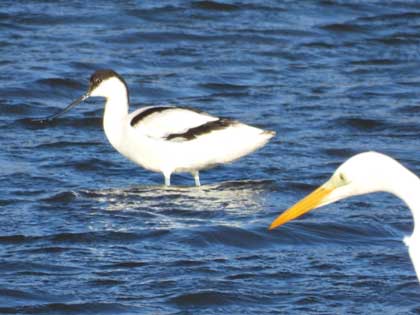 ソリハシセイタカシギ