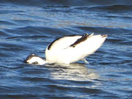 ソリハシセイタカシギ