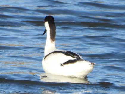 ソリハシセイタカシギ