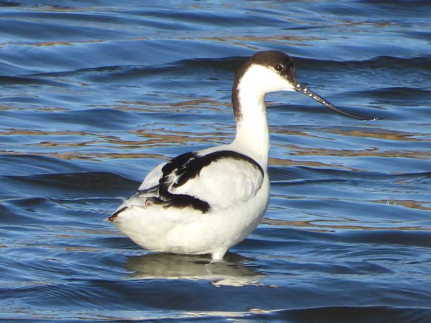 ソリハシセイタカシギ