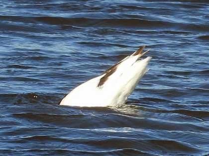 ソリハシセイタカシギ