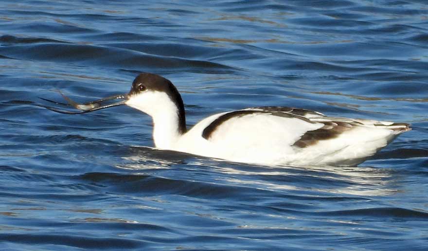 ソリハシセイタカシギ