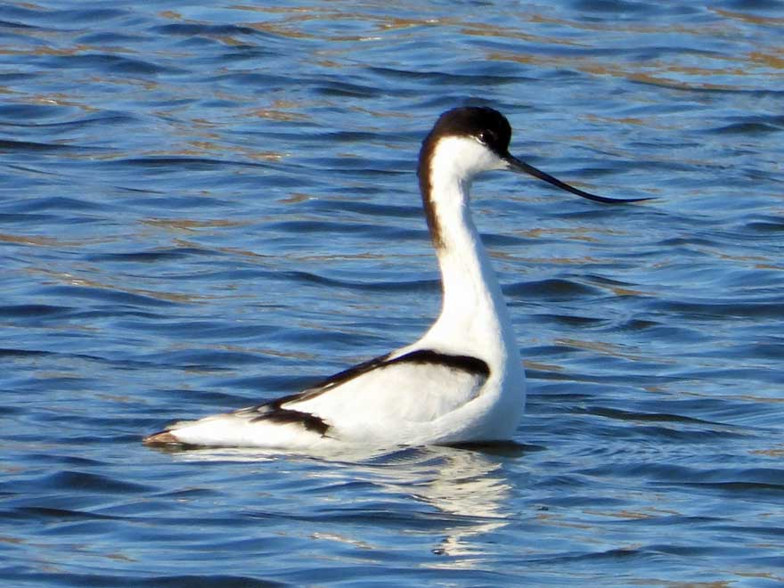 ソリハシセイタカシギ