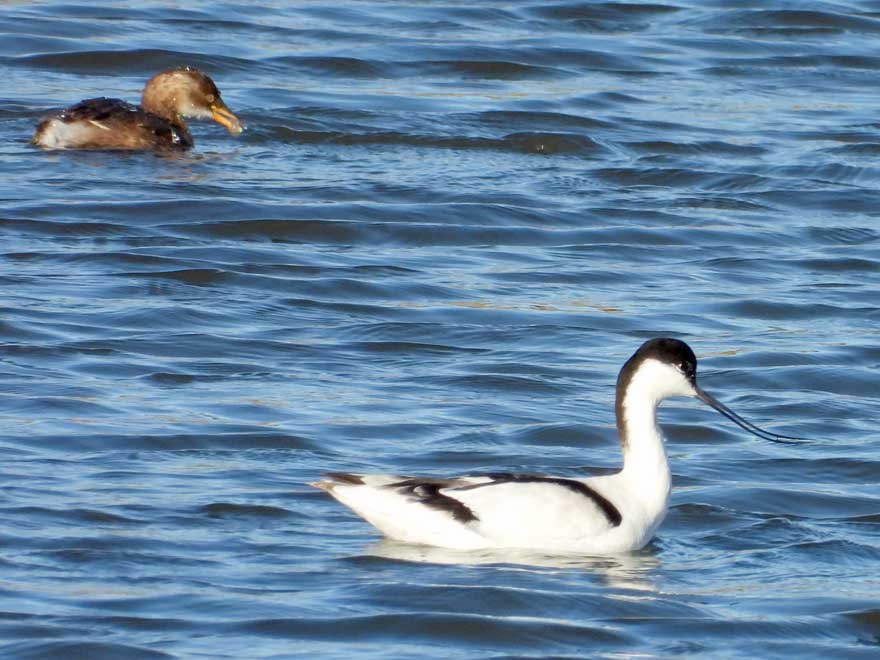 ソリハシセイタカシギ