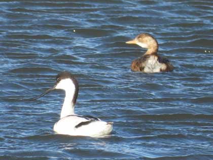 ソリハシセイタカシギ