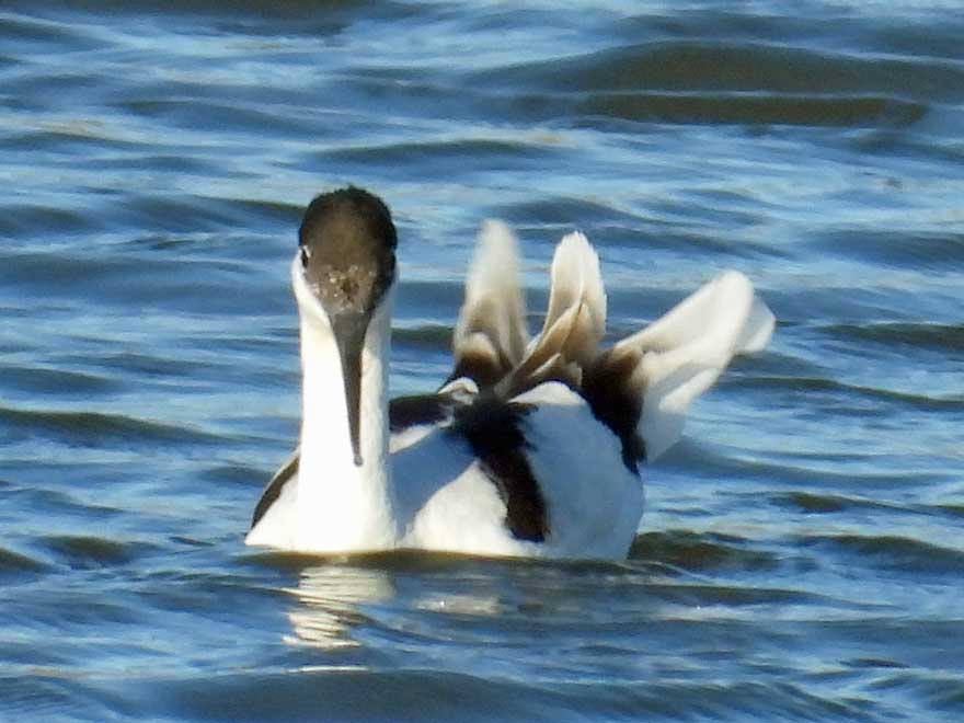 ソリハシセイタカシギ