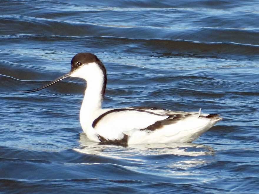 ソリハシセイタカシギ