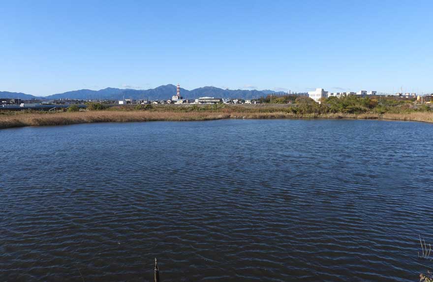 ソリハシセイタカシギ