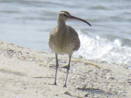 チュウシャクシギ