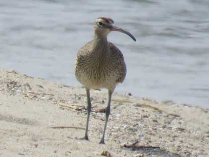 チュウシャクシギ