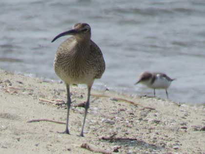 チュウシャクシギ