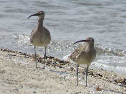 チュウシャクシギ