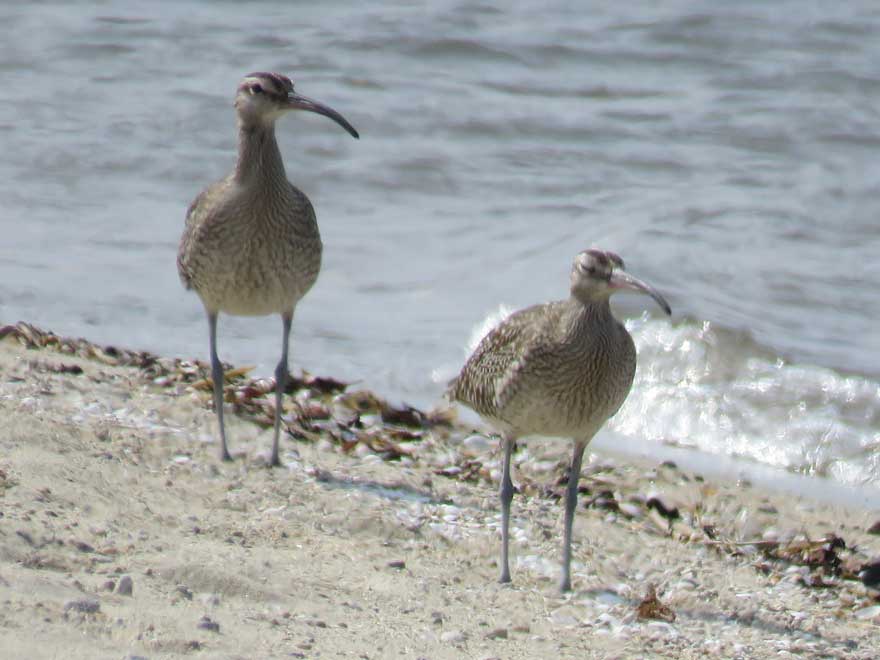 チュウシャクシギ