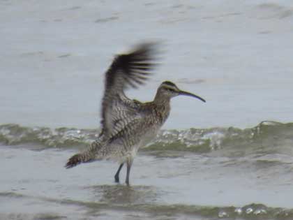 チュウシャクシギ