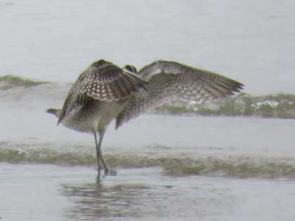 チュウシャクシギ