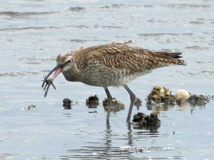 チュウシャクシギ