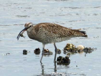 チュウシャクシギ