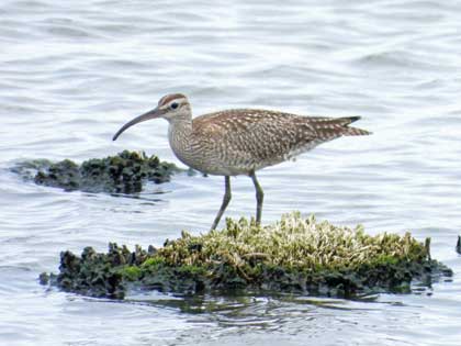 チュウシャクシギ