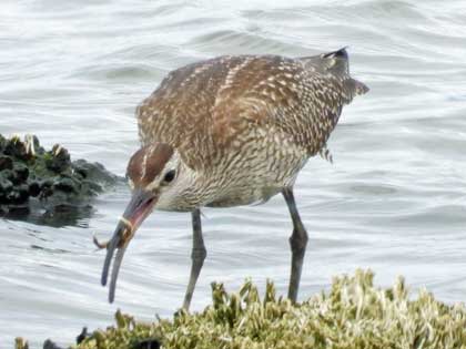 チュウシャクシギ