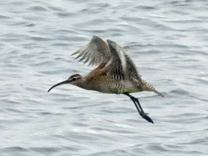 チュウシャクシギ