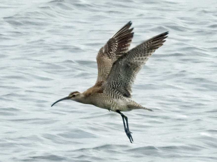 チュウシャクシギ