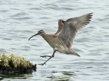 チュウシャクシギ