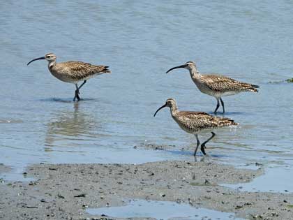 チュウシャクシギ