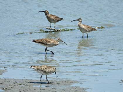 チュウシャクシギ