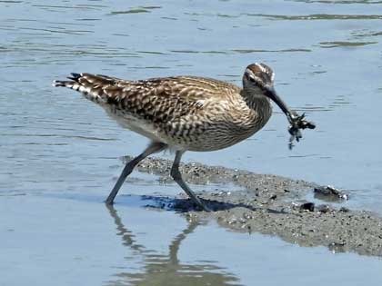 チュウシャクシギ