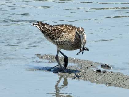 チュウシャクシギ