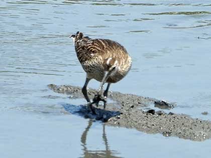 チュウシャクシギ