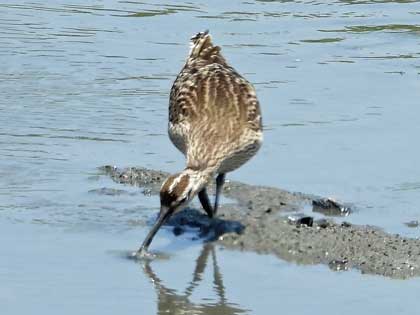 チュウシャクシギ