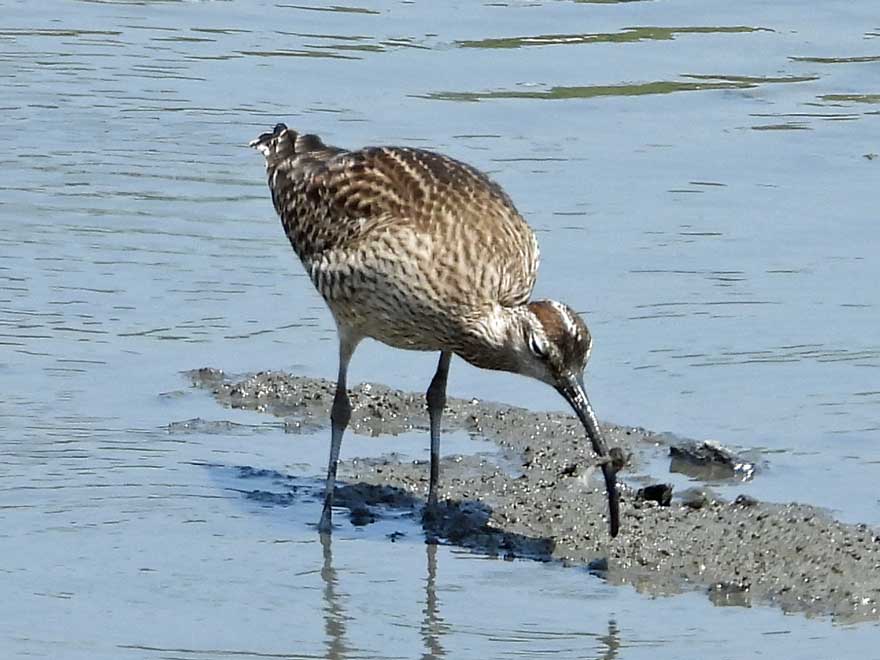 チュウシャクシギ