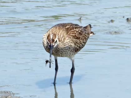 チュウシャクシギ
