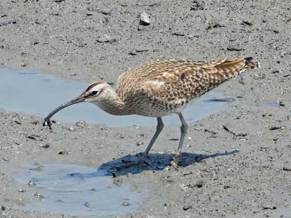 チュウシャクシギ