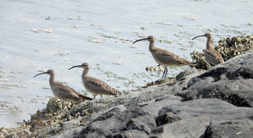 チュウシャクシギ