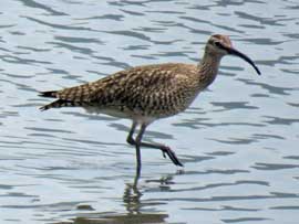 チュウシャクシギ