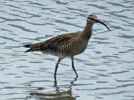 チュウシャクシギ