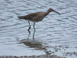 チュウシャクシギ