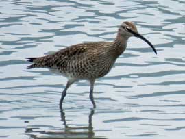 チュウシャクシギ