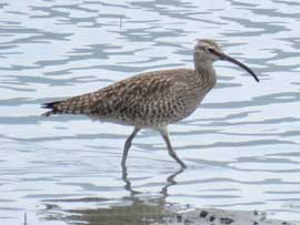 チュウシャクシギ