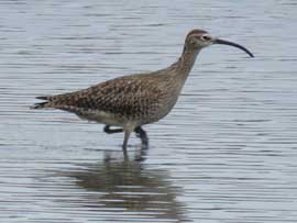 チュウシャクシギ