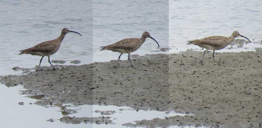 チュウシャクシギ